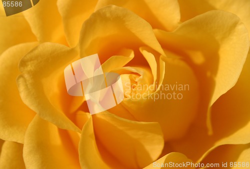 Image of yellow rose