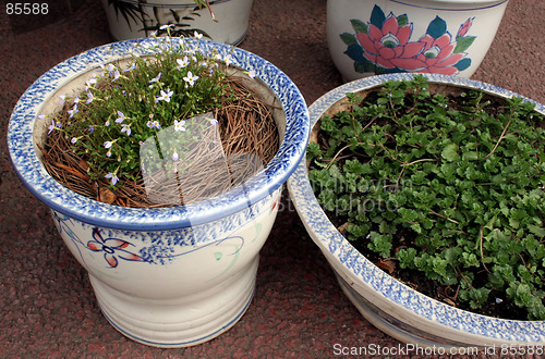 Image of Pretty flower pots