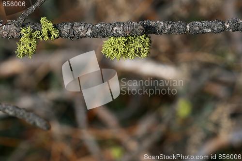 Image of Foliage on twig