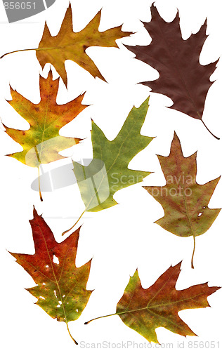 Image of autumn oak leafs