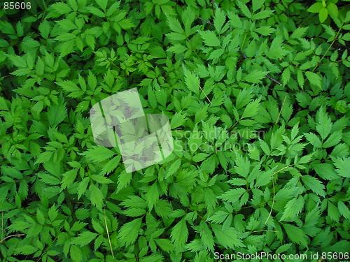 Image of leafy background