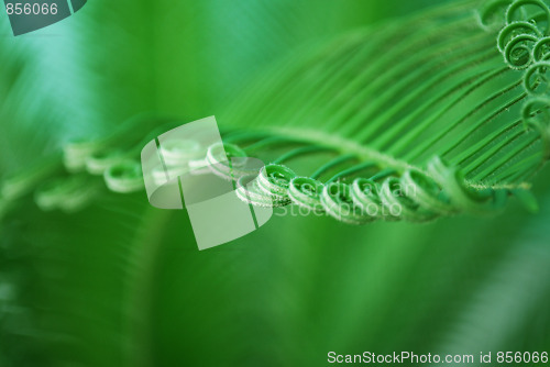 Image of young cycas leaf