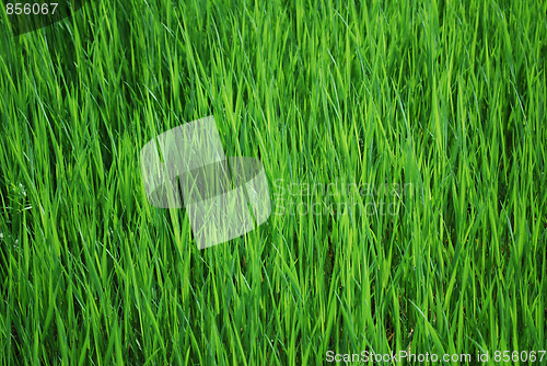 Image of green grass