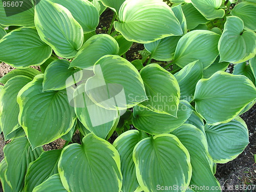 Image of leafy background