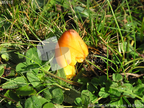 Image of bright yellow mushroom