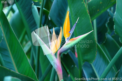 Image of fancy flowers