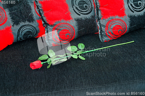 Image of Rose at sofa