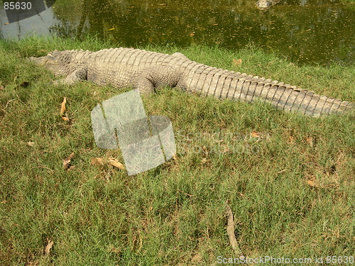 Image of Crocodile