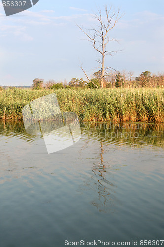 Image of Tree Reflection