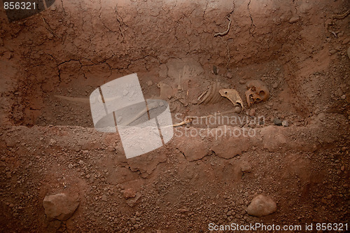 Image of Skeleton In Mass Grave