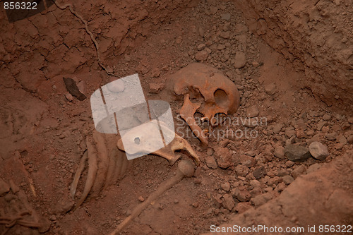 Image of Skeleton In Mass Grave