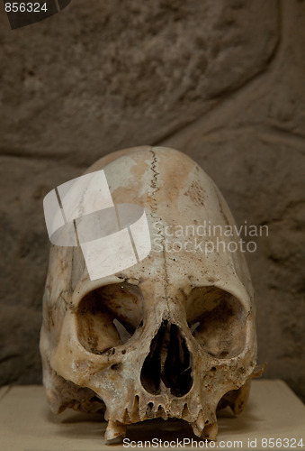 Image of Head In South America 