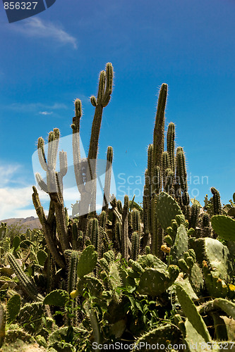 Image of Cactus In The Andes