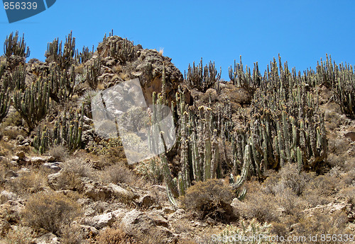 Image of Cactus In The Andes