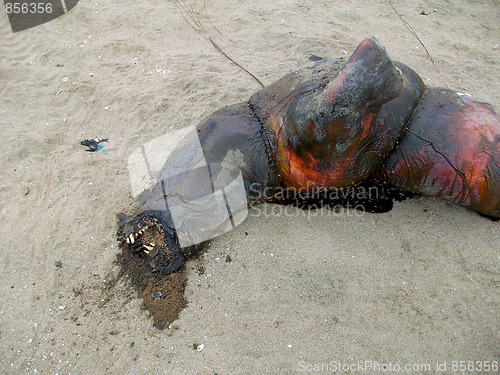 Image of Dead Seal