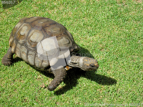 Image of Turtle