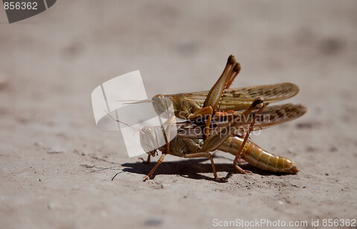 Image of Big Grasshoppers