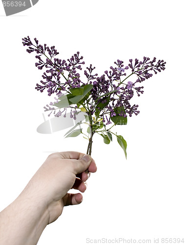 Image of Violet lilacs