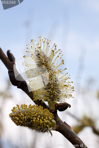 Image of Spring has come to Moscow 3