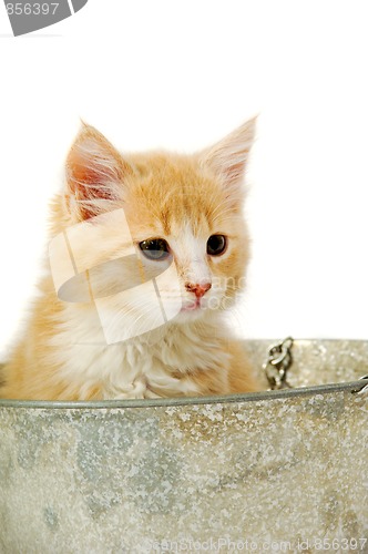 Image of Kitten in bucket