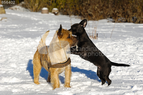 Image of Two dogs playing