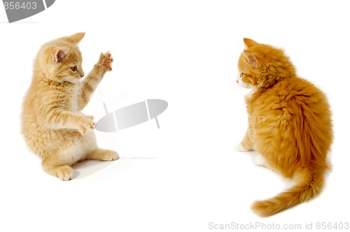 Image of Fighting kittens