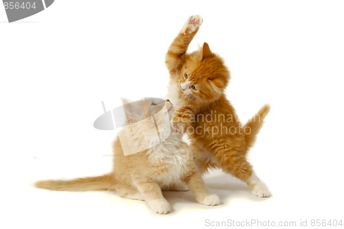 Image of Fighting kittens