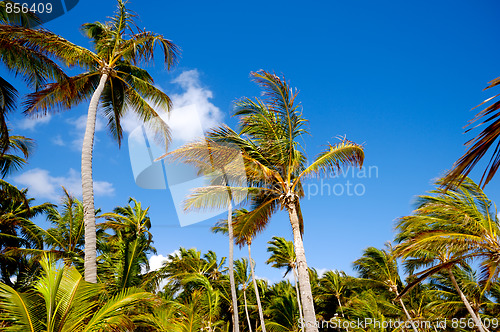 Image of Palm forest