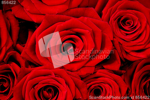Image of Rose background.