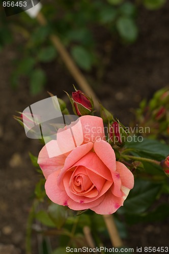 Image of Rose