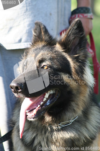 Image of German Shepherd