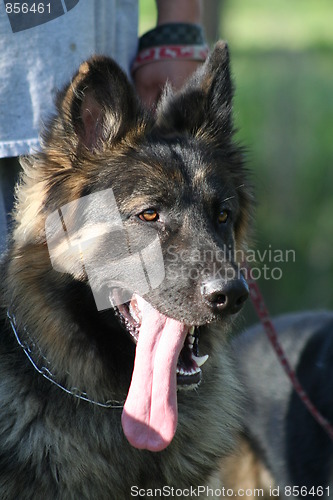 Image of German Shepherd