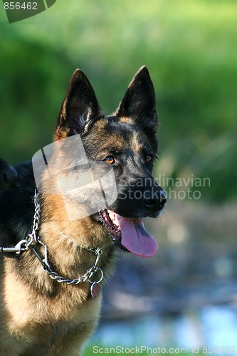 Image of German Shepherd