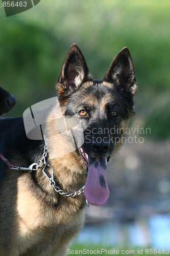 Image of German Shepherd