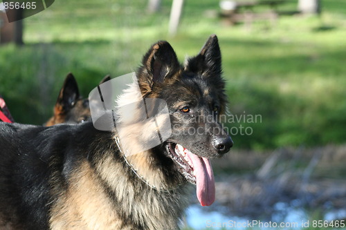 Image of German Shepherd