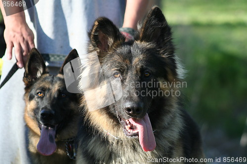 Image of German Shepherd