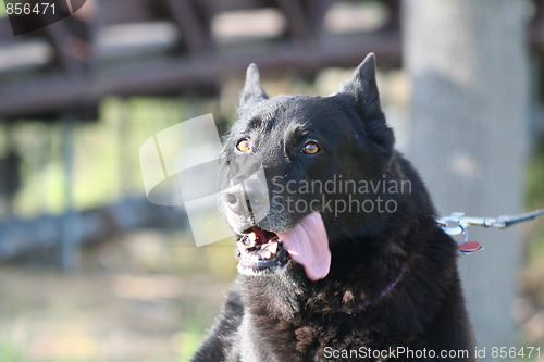 Image of German Shepherd