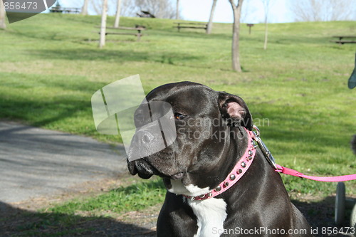 Image of Pitbull Dog