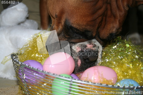 Image of Boxer Dog