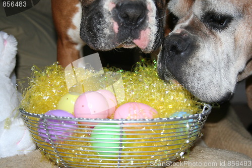 Image of Boxer Dog