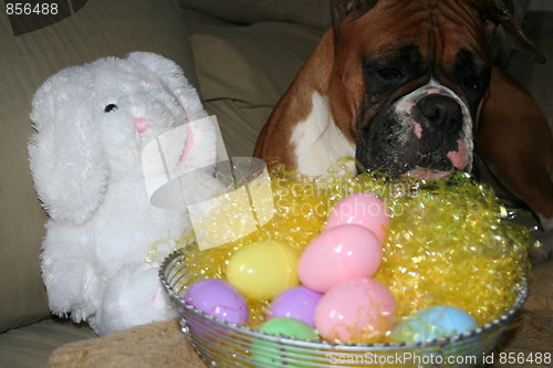 Image of Boxer Dog