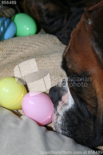 Image of Boxer Dog