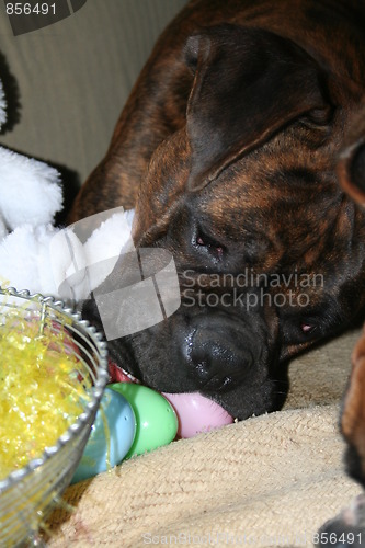 Image of Boxer Dog