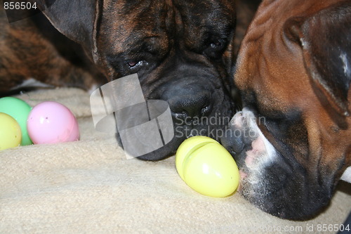 Image of Boxer Dog