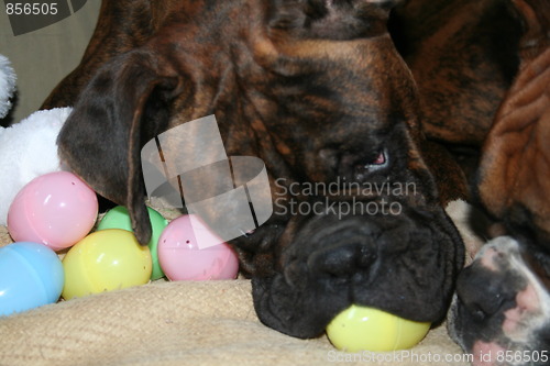 Image of Boxer Dog