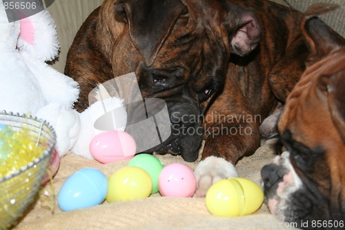 Image of Boxer Dog