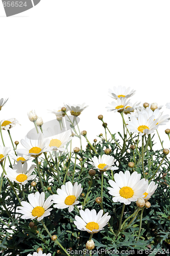 Image of Fresh Daisies isolated on white background