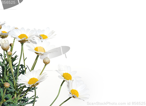 Image of Fresh Daisies isolated on white background