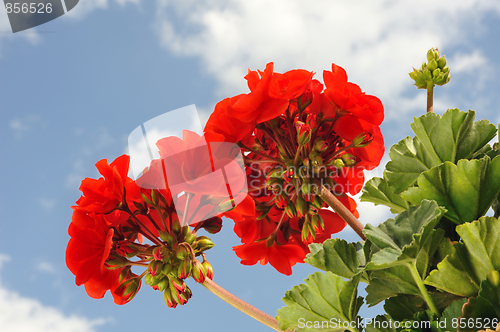 Image of Red garden geranium - Pelargonium over blue sky