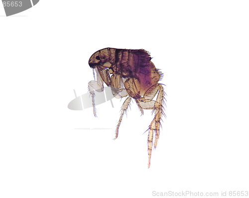 Image of Microscope-Flea (Ctenocephalides)